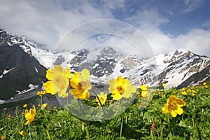 Amazing mountain landscape with yellow flowers on foreground on clear summer day in Svaneti region of Georgia