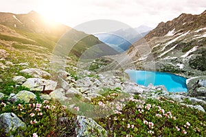 Amazing mountain sunny landscape with blue lake and pink rhododendron flowers