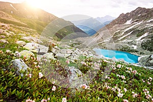 Amazing mountain sunny landscape with blue lake and pink rhododendron flowers