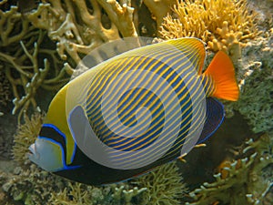 Amazing multi-colored fish Emperor Angelfish is a species of marine angelfish. Pomacanthus Imperator majestically floats.