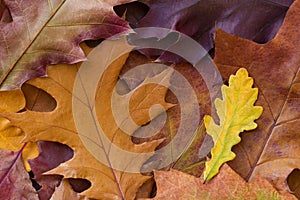 Amazing multicolor background of natural oak tree autumn leaves. Colorful background of multicolor leaves with natural light.