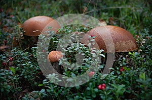 Amazing mushrooms with lingonberries in the forest