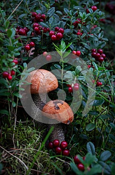 Amazing mushrooms with lingonberries in the forest