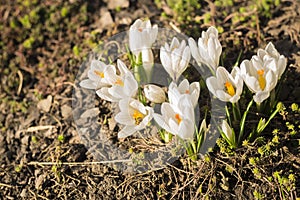 Amazing natural landscape and beautiful spring background with a group of blooming purple crocus flowers on a meadow. View of