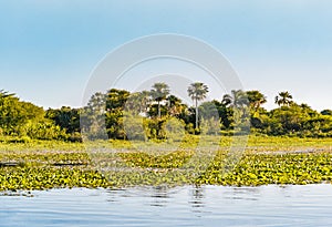 Amazing natural landscape of Ibera Wetlands with lagoon and palm trees, Corrientes, Argentina. photo