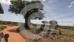 The amazing nature of Africa. Green leaves and powerful branches of a huge tree.