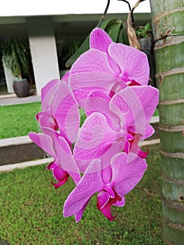Amazing Nature best pink Orchid Moon Beautifull Flower fullmoon r