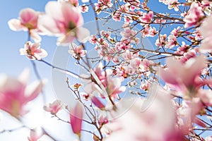 Amazing nature concept of beautiful magnolia flowers, perfect spring blooming closeup