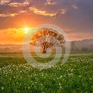 Amazing nature landscape with single tree and flowering meadow of white wild growing narcissus flowers in morning dew at sunrise photo