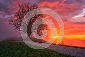 Amazing nature landscape with single tree, footpath, dramatic colorful sky with sun and clouds, Alps mountains, Slovenia