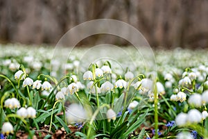 Amazing nature landscape, sunny flowering forest with blossoming white snowflake flowers leucojum vernum, early spring