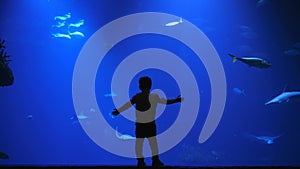 Amazing nature, small boy with raised arms touches the aquarium glass with sharks and fishes in water