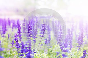 Amazing nature view of purple flowers blooming in garden,purple flowers of lavender