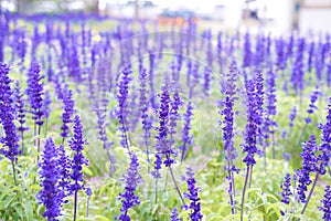 Amazing nature view of purple flowers blooming in garden,purple flowers of lavender