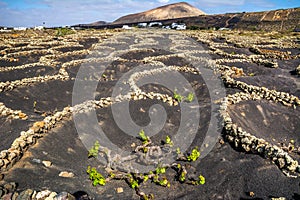 Amazing nature view with vineyards at Lanzarote. Lanzarote, Canary Islands, Spain