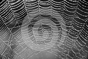 Amazing Nature - Wet spider net B&W