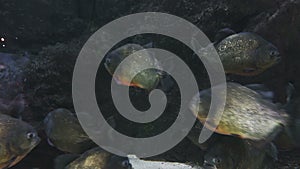 amazing nest of hungry piranha underwater. Piranhas in the estuaries and lagoons, wild life in the plains