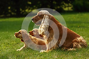 Amazing, newborn and cute red English Cocker Spaniel puppies with her mother