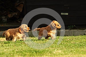 Amazing, newborn and cute red English Cocker Spaniel puppy detail. Small and cute red Cocker Spaniel puppies running and fighting