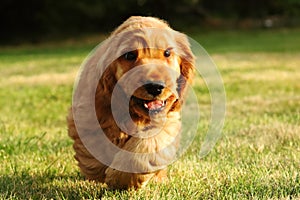 Amazing, newborn and cute red English Cocker Spaniel puppy detail. Small and cute red Cocker Spaniel puppies running in the green