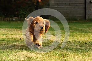 Amazing, newborn and cute red English Cocker Spaniel puppy detail. Small and cute red Cocker Spaniel puppy