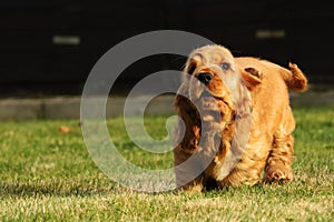 Amazing, newborn and cute red English Cocker Spaniel puppy detail. Small and cute red Cocker Spaniel puppy