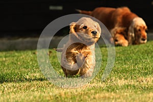 Amazing, newborn and cute red English Cocker Spaniel puppy with its mother detail