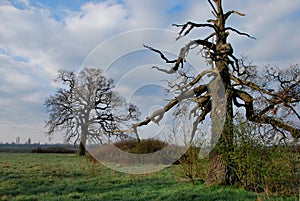 Amazing old tree in the nature