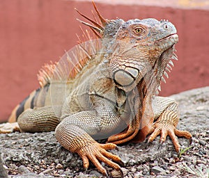 Amazing orange Iguana with the typical row of spines along the back