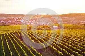 Amazing orange sunset over vineyard landscape in rural Southern Moravia, Czech Republic. The picturesque village Velke Pavlovice