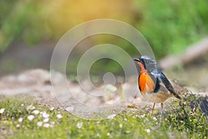 Amazing orange throated bird making a living in the green field