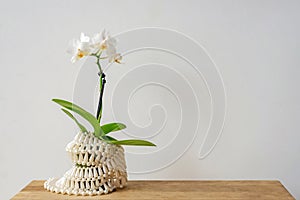 Amazing orchid plant stands on wooden table near white wall