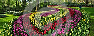 Amazing Ornamental Flowers bed in keukenhof gardens Netherlands