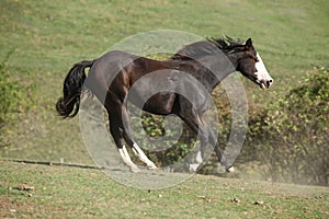 Amazing paint horse moving