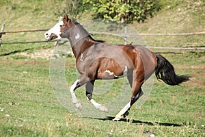 Amazing paint horse moving