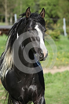 Amazing paint horse stallion with long mane