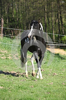 Amazing paint horse stallion with long mane