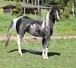 Amazing paint horse stallion looking at you