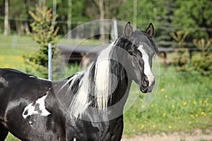 Amazing paint horse stallion looking at you