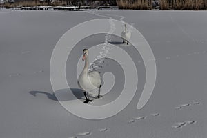 Amazing pair of a beautiful swans toddling on the snow covered s