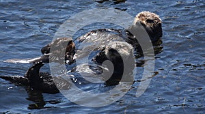 Amazing Pair of Floating Sea Otters Floating On Their Backs