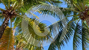 Amazing palm trees in the Carribean