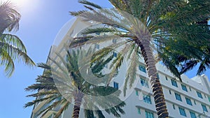 Amazing palm trees in the Carribean