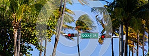 Amazing palm trees of South Beach Miami - typical background