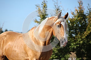 Amazing palomino horse with blond hair