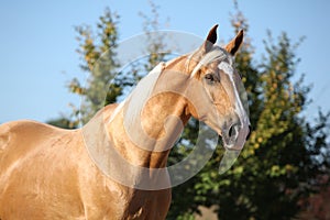 Amazing palomino horse with blond hair