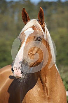 Amazing palomino horse with blond hair