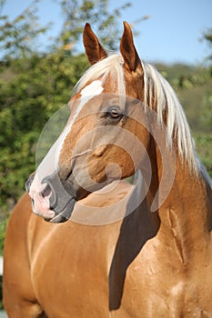 Amazing palomino horse with blond hair