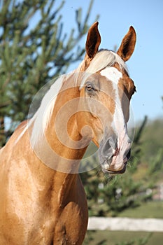 Amazing palomino horse with blond hair