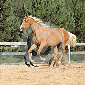 Amazing palomino warmblood running